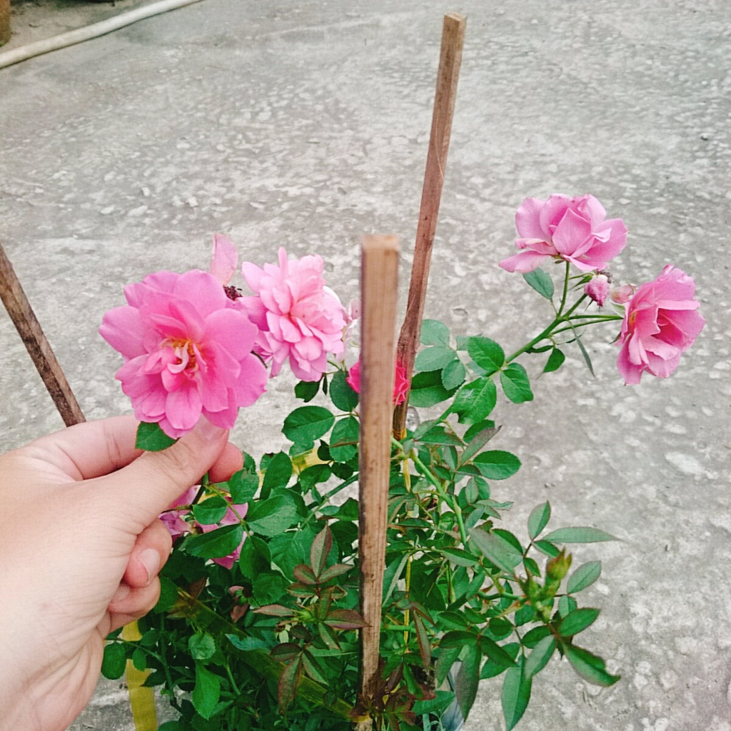 Hoa Hồng Nhật Bản Aoi