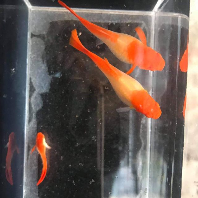 Bảy Màu - Guppy Koi Red Ear - Trio | Shopee Việt Nam