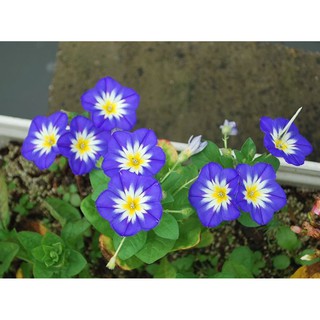 10 Hạt giống hoa BÌM BÌM MIX