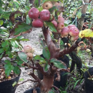 Táo đỏ cherry đang trái chi chít