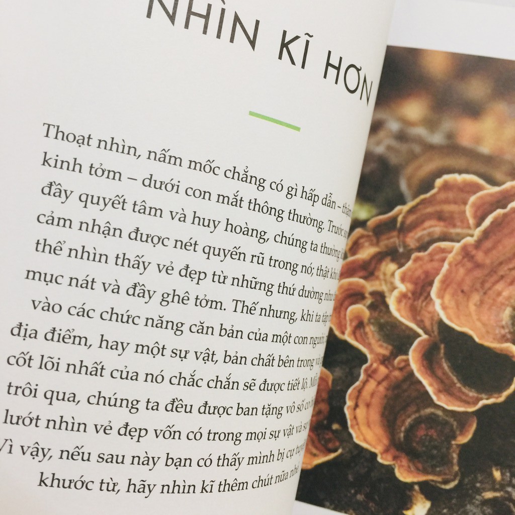 Sách - Triết Lí Sống Khoẻ Của Người Nhật - WABI SABI - IKIGAI - SHINRIN YOKU