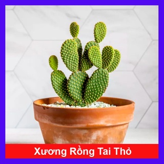 Xương Rồng Tai Thỏ - cây cảnh mini - caykiengsadec