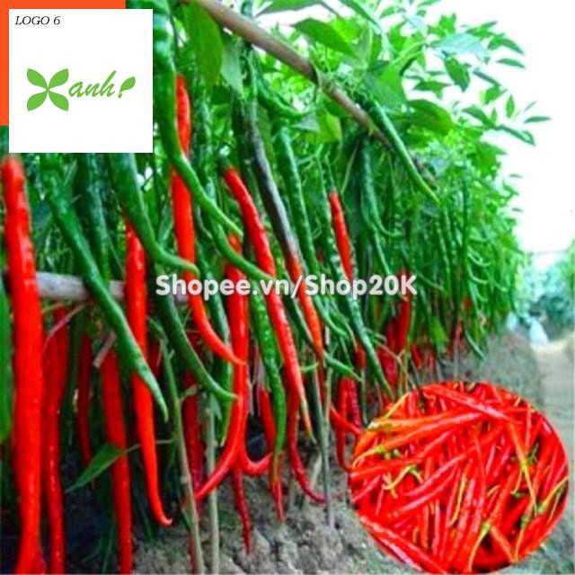Hạt giống Ớt chỉ đậu đũa (Ớt sung dài)