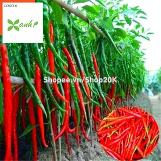 Hạt giống Ớt chỉ đậu đũa