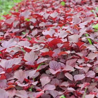 HẠT GIỐNG RAU DỀN ĐỎ