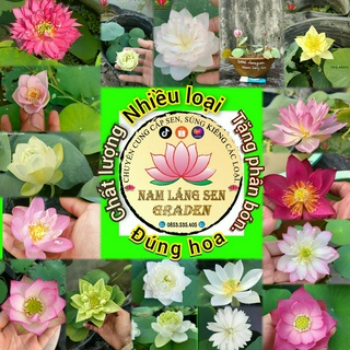 Củ sen giống mini hoa sen các loại,nhiều màu,chuẩn giống.
