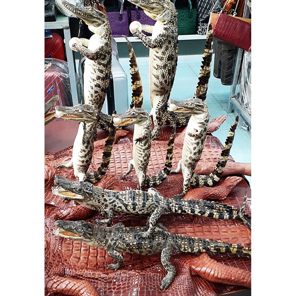 Cá sấu trưng bày nguyên con