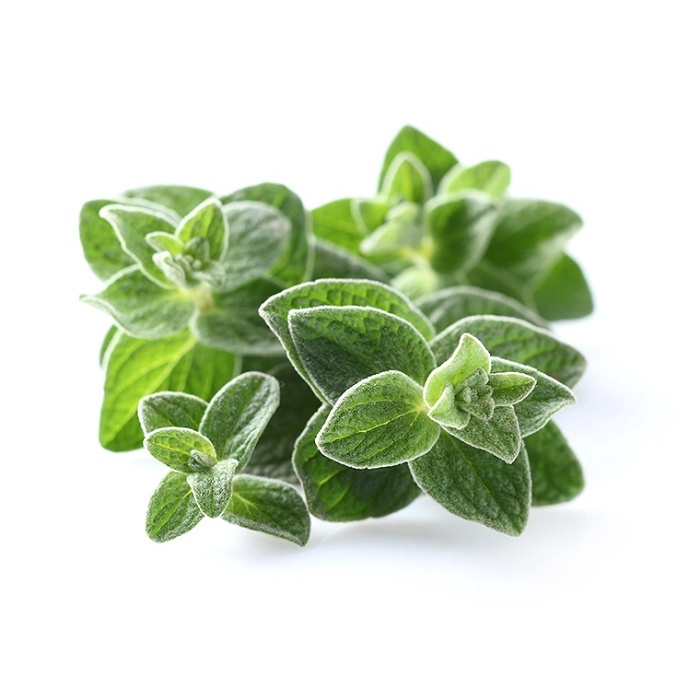 Gói 0.2gram Hạt Giống Rau Thơm Oregano Ý
