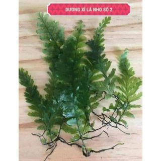 Dương xỉ lá nho ( 1 bụi như hình 100k)