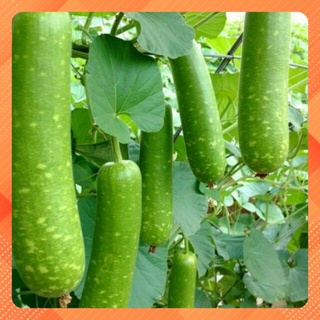 Hạt giống bầu sao Thiên Thanh F1 (F1 bottle gourd)