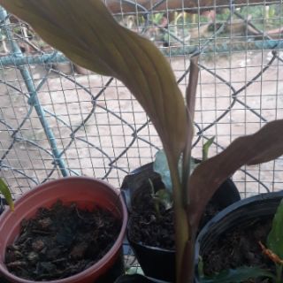 Ngải hổ đỏ, ngải hổ lửa