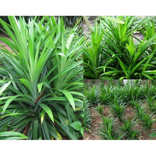 Cây Lá Tám - cây lá dứa thơm - cây lá nếp thơm nấu chè, xôi, nước thơm