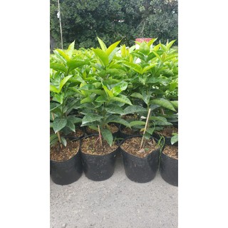 mỹ hồng 1 cốt