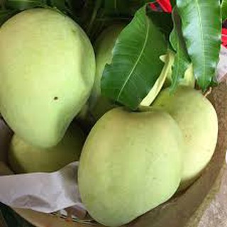 cây giống xoài tứ quý