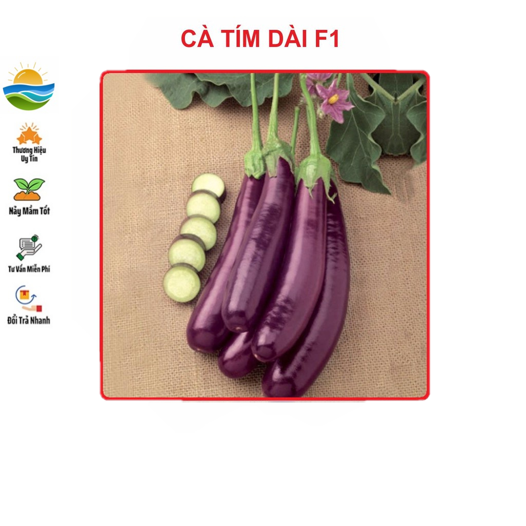 Hạt giống Cà Tím Dài F1 2gram