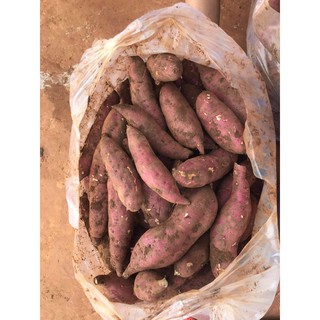 khoai lang nhật sạch trồng tại vườn-500g
