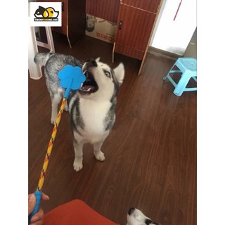 Roi "tét đít" dạy cún cưng👍🏻😉