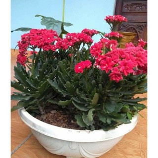 cây giống bỏng thái kép (ảnh cây hình 2)