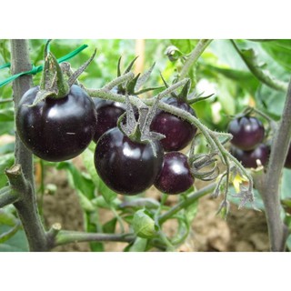 Hạt giống Cà chua bi đen
