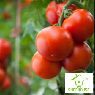 shophouse 30 hạt giống quả cà chua chịu nhiệt  SHOP HOUSE  TẾT KHUYẾN MẠI