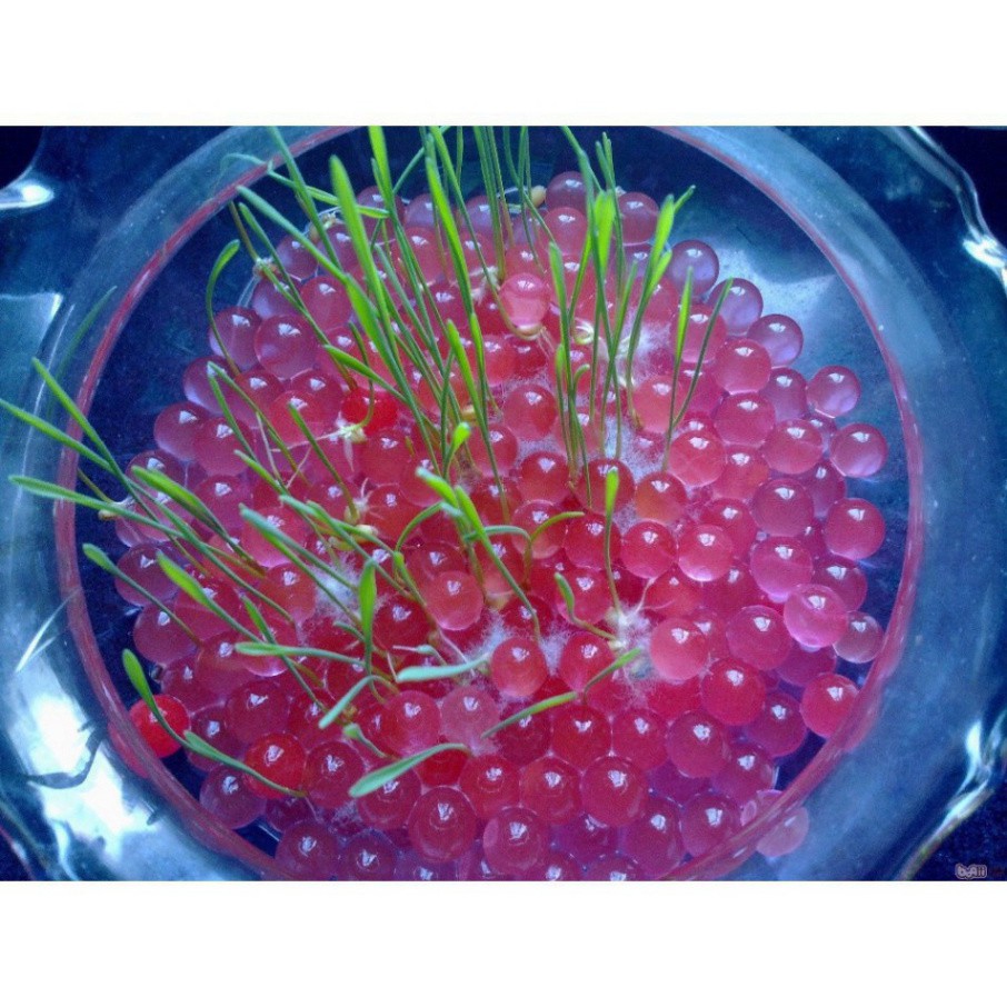 Hạt nở cho cây trồng thủy sinh, hạt nở dinh dưỡng 10gr (chọn màu)