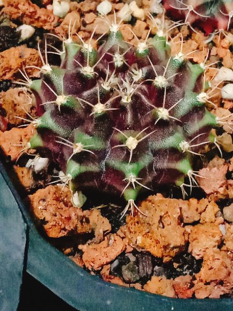 Xương rồng gym vân tím