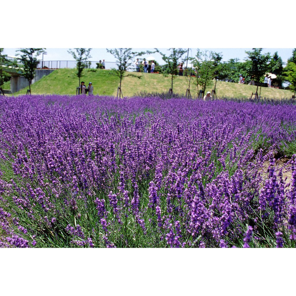 Hạt Giống Hoa Oải Hương/Lavender (100 Hạt) - [MUA 3 TẶNG 1 CÙNG LOẠI]