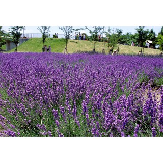 Hạt Giống Hoa Oải Hương/Lavender ( 150 hạt) - MUA 3 TẶNG 1 CÙNG LOẠI