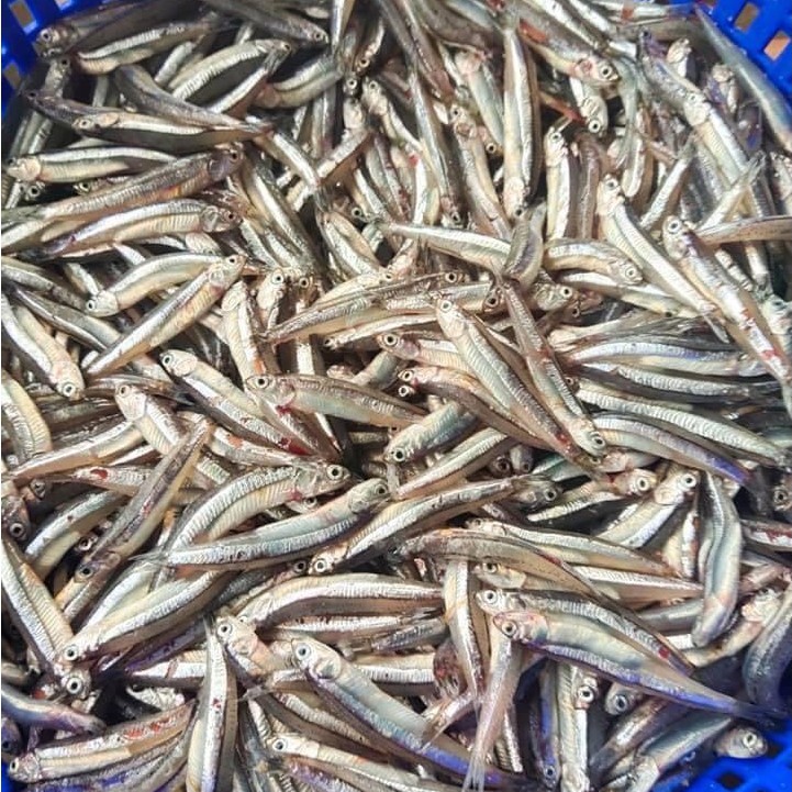 Cá Cơm Bỏ Đầu Nguyên Chất 500gr - Hanigo Food | BigBuy360 - bigbuy360.vn