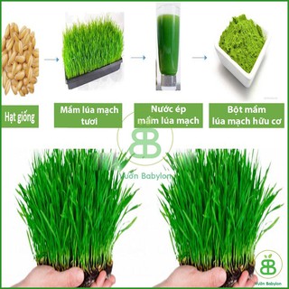 Hạt Giống Cỏ Lúa Mì , Dễ Trồng Quanh Năm, Nảy Mầm Tốt, Dinh Dưỡng Cao Phú Nông - Gói 100G