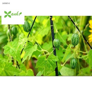 Hạt Giống Dưa Hấu Mini - 10 Hạt