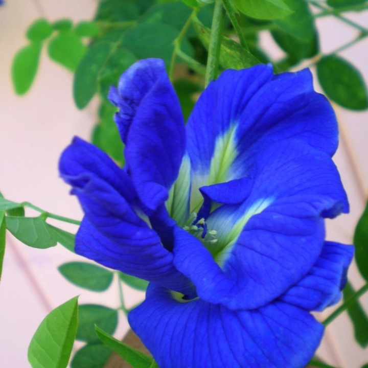 Hạt giống Hoa Đậu Biếc Dễ Chăm Sóc, Hoa Nở Liên Tục, Trồng Được Quanh Năm tặng kích mầm + hướng dương lùn