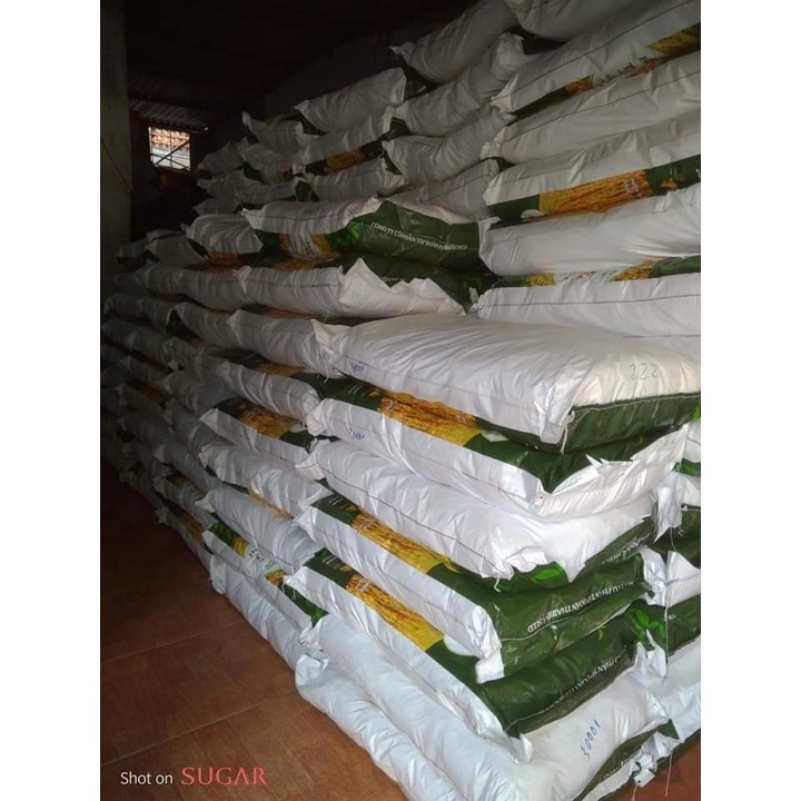 Giống Lúa thuần TBR 225 thái Bình giống lúa năng suất ngon cơm