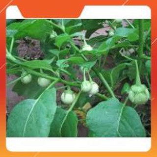 HẠT GIỐNG CÀ PHÁO XANH CAO SẢN