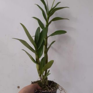 Hoa lan denro nắng bà liễu
