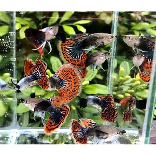 Guppy Dumbo Big Ear Mosiac 1 cặp