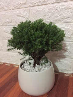 Tùng bồng lai giống mới