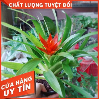 Phong lộc hoa Nhiều Người Mua