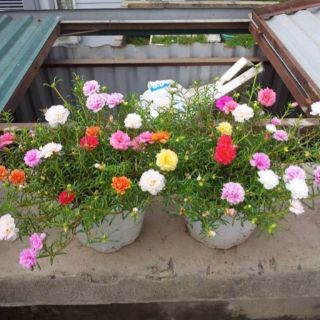 Hoa mười giờ Thái nhiều màu