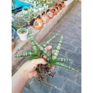 Cây ngà voi lá ngắn