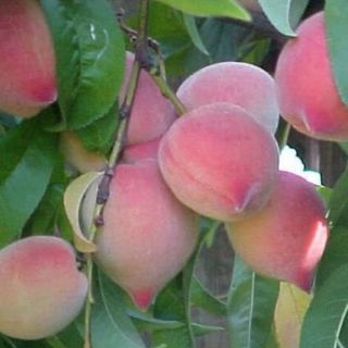 CÂY GIỐNG ĐÀO QUẢ CHỊU NHIỆT TỐT TẶNG 1 TÚI PHÂN BÓN