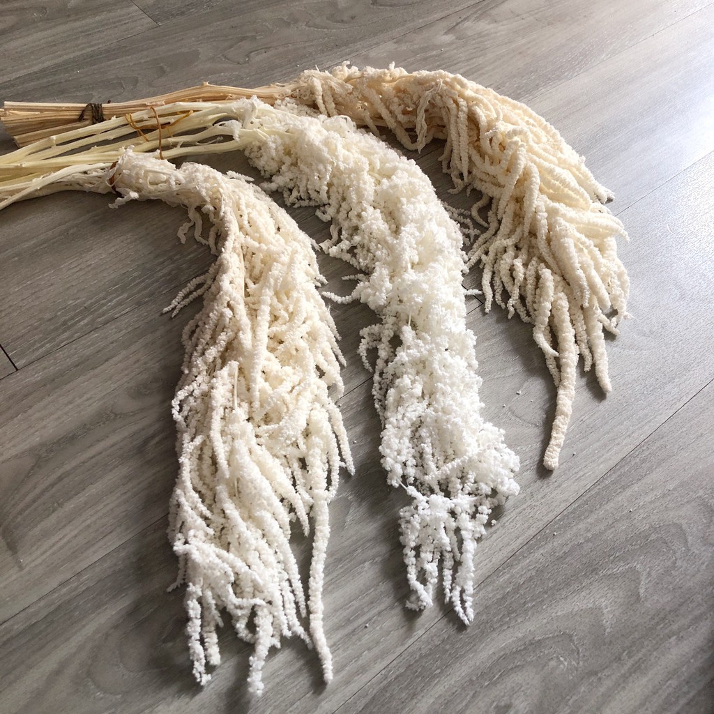 Dền rũ khô tẩy trắng nhiều màu