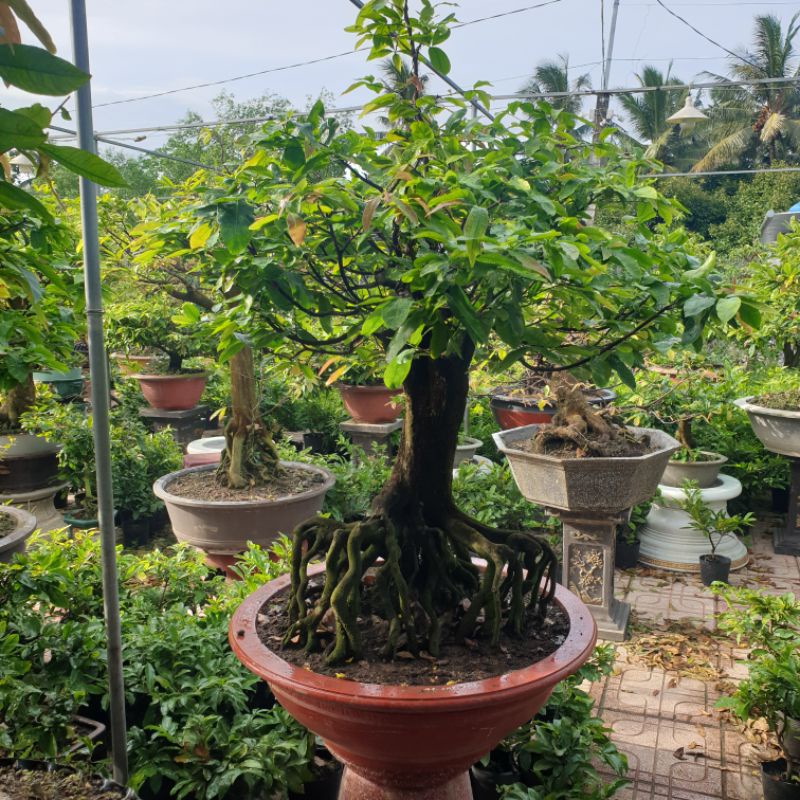 Siêu Lân - 19 - 49 -0 + TE - 500g