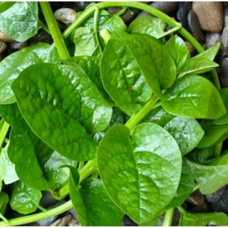 HẠT GIỐNG RAU MỒNG TƠI (LUCKY)
