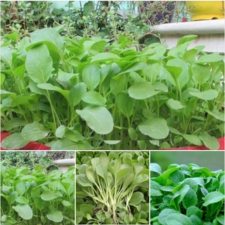Hạt giống rau cải ngọt ăn non - gói 20gram kns2548