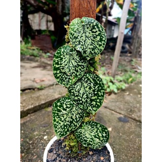 Bạch Đàn Skindapsus Nguyên Bản