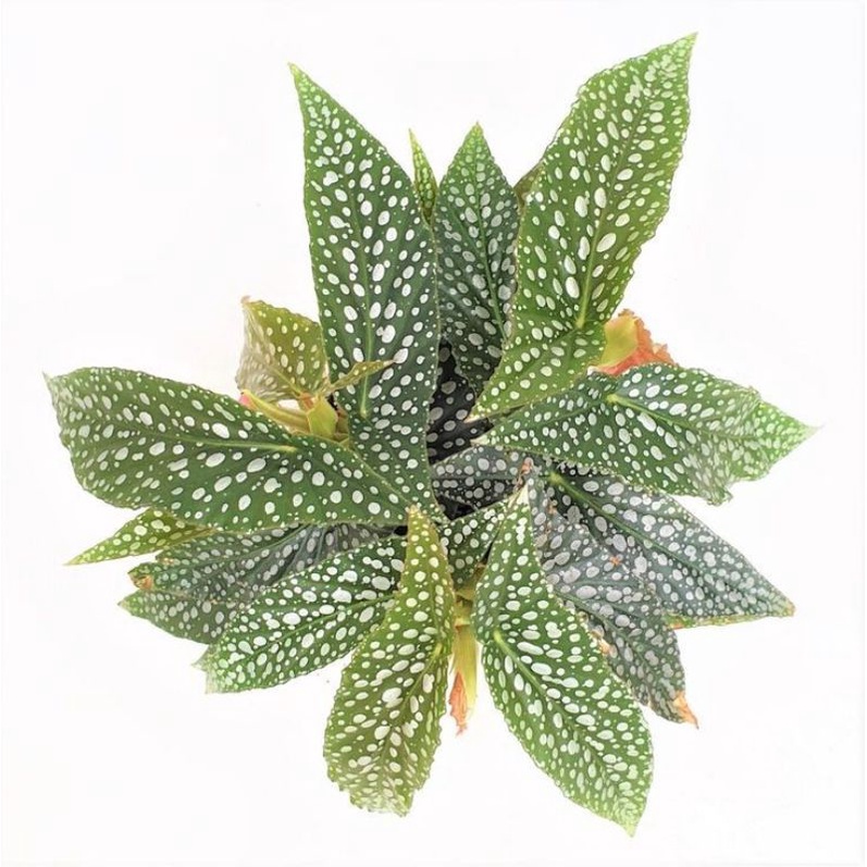 Chậu cứng Begonia white ice cực đẹp