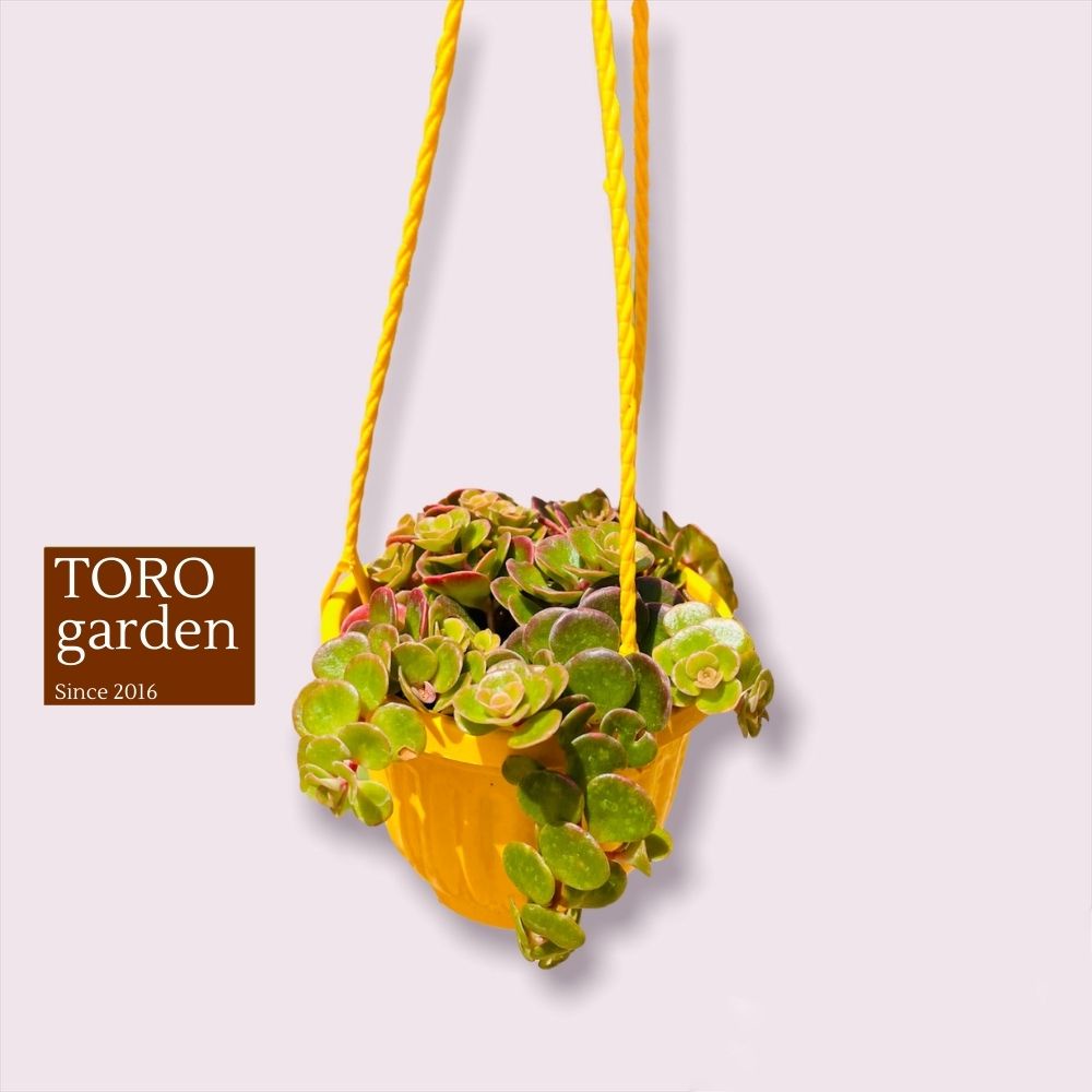 Sen đá sedum vảy cá chép trồng chậu treo Đà Lạt size 9cm cây cảnh trang trí nhà cửa Toro garden