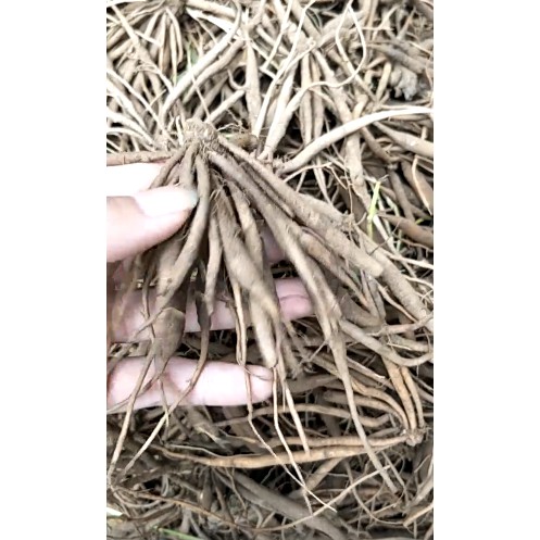 Sâm đất tanh tách