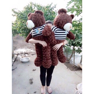Gấu teddy 1m6 khổ vải màu socola